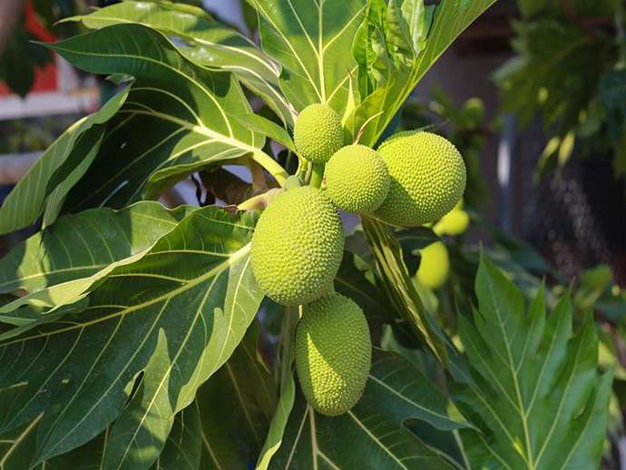 Η Bella Fruitiva βλέπει προοπτικές αρτόκαρπου (breadfruit) στην Ευρώπη
